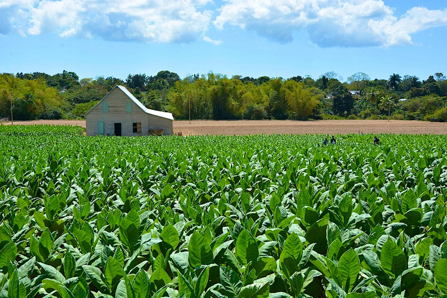 An idyllic tobacco farm in Cuba's Pinar del Río growing region. This photo was taken in 2018.