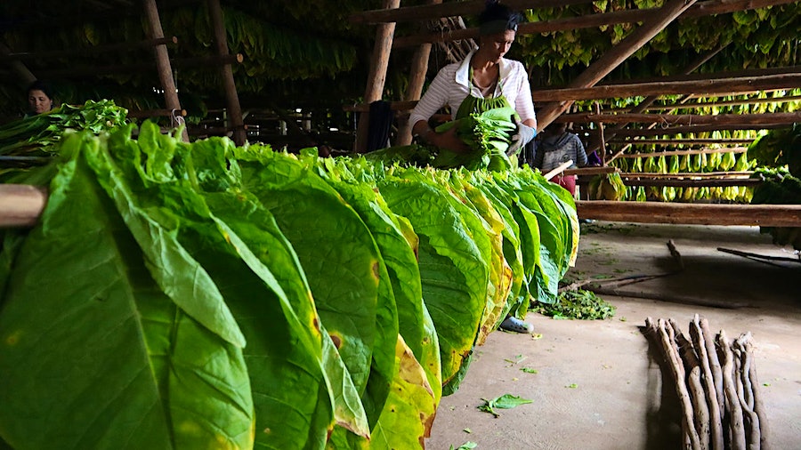  In a curing barn on the Robaina farm, this long lath bends a bit under the weight of all that tobacco, which will be hung to dry. This photo was taken in 2020 (Photo/Cigar Aficionado)